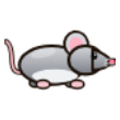 Myška